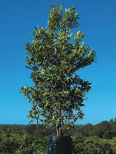 Lillybilly Onlyfans Leak PORN 🔥