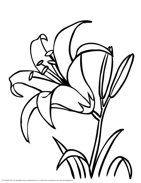 Lily Flower Coloring Pages Coloring Home