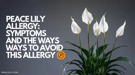 Lily allergy symptoms. .  <a href=https://cultura.patino.org/elpevi/lummis-fun...