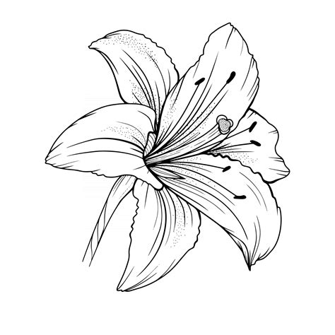Lily flower drawing. Things To Know About Lily flower drawing. 