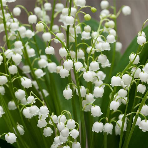 Lily of The Valley - 15 Bare Roots - Amazon.com