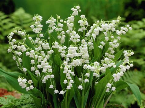 Lily of the valley florist