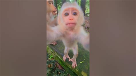 🍑 Lilyjadeee Onlyfans Leaked [SEX VIDEO] 250 Vids
