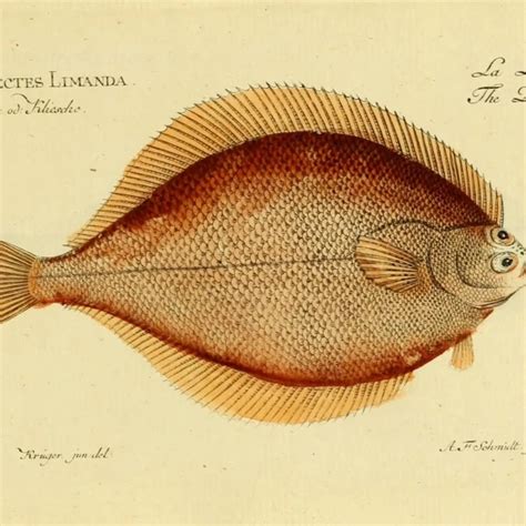 Limanda Ro-Ro paniği.