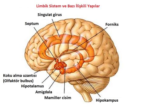 Limbik beyin