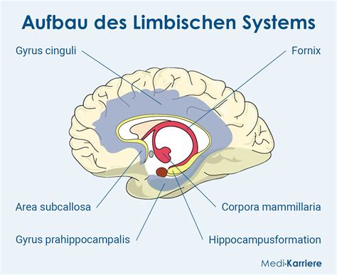 Limbisches System SpringerLink