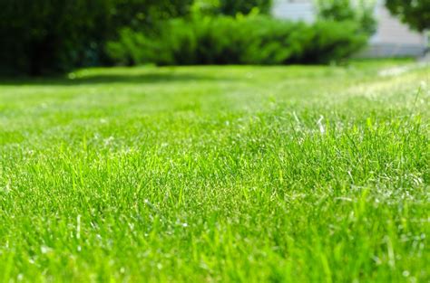 Lime for lawns. Having a healthy, green lawn is a source of pride for many homeowners. However, lawns can be susceptible to disease, which can cause unsightly patches and discoloration. Treating l... 