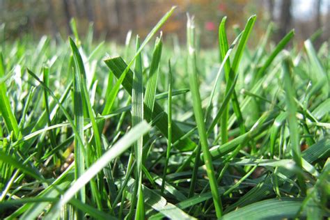 Lime on grass. Having a lush and healthy lawn is the goal of many homeowners. But, to achieve this, you need to know when the best time is to seed your lawn. Knowing when to seed your lawn can be... 