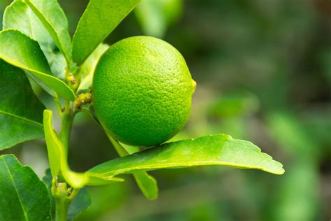 Limeleaf - Growing up in Jamaica I would often times see my parents drinking #Lime #leaf #tea, to be honest I wasn’t a fan of ‘Bush tea’ ( Herbal tea) then. However, be...