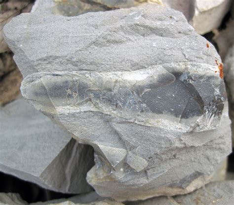 The upper facies is a white, poorly to well indurated, poorly sorted, very fossiliferous limestone (grainstone, packstone and wackestone). Silicified limestone (chert) is common in the upper facies. Fossils present in the Ocala Limestone include abundant large and smaller foraminifers, echinoids, bryozoans and mollusks. . 