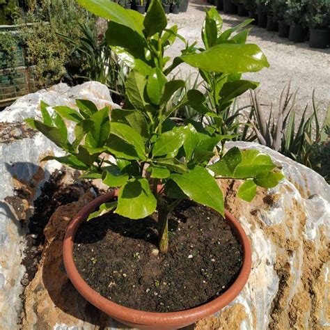 Limon Bonsai ( Citrus ).
