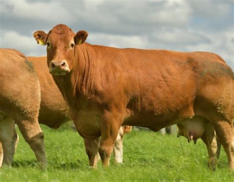 Limousin cattle weight