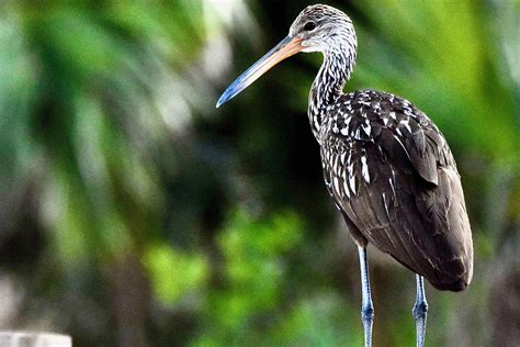 Limpkin - Wild South Florida