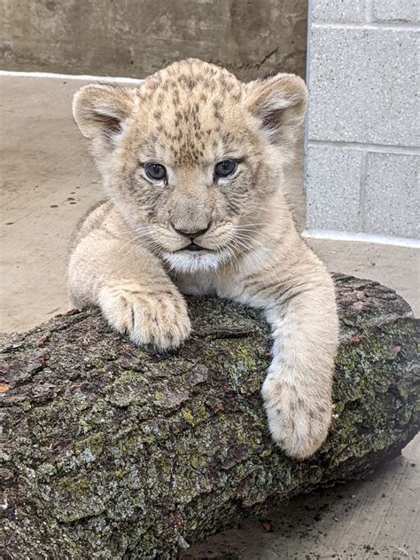 Lincoln Park Zoo lion cub with mobility issue undergoes tests for cause