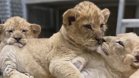 Lincoln Park Zoo reveals names of new baby lions