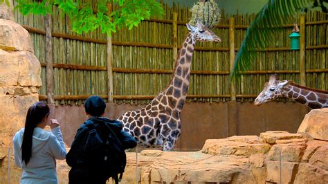 Lincoln park zoo chicago il. Things To Know About Lincoln park zoo chicago il. 