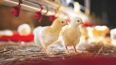 Lincoln premium poultry. The complex is located in south Fremont. People for the Ethical Treatment of Animals is requesting a criminal probe into the Lincoln Premium Poultry and Costco chicken plant in Fremont after more ... 