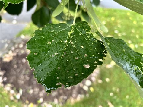 Linden Tree Dropping Leaves - Ask Extension