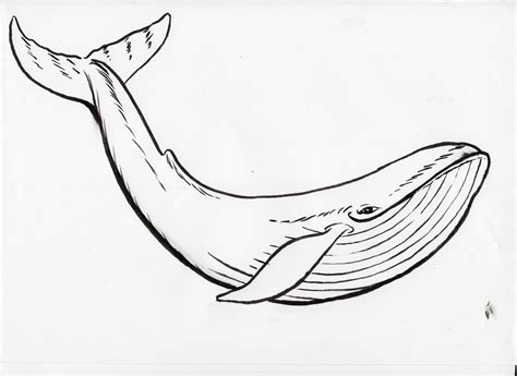 Line Drawing Of A Whale