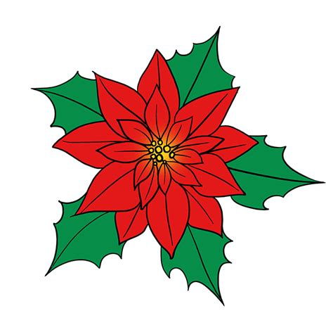 Line Drawing Of Poinsettia