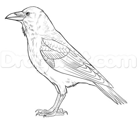 Line Drawing Raven