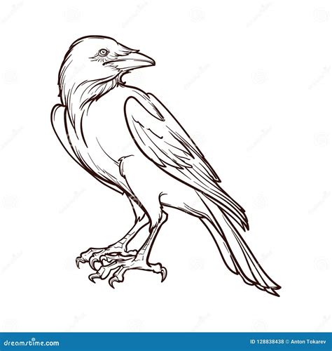 Line drawing of a raven