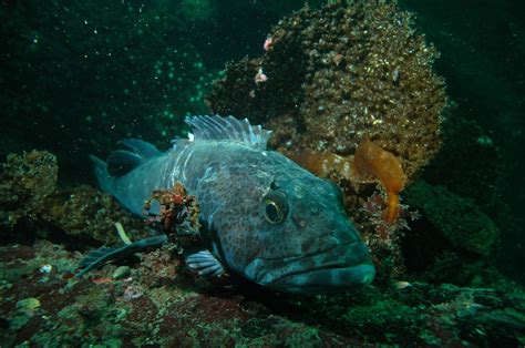 Lingcod (Ophiodon elongatus) habitat associations in California ...