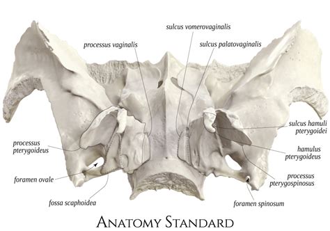 Lingula sphenoidalis AnatomyTOOL