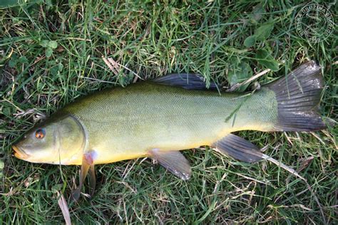 Linj&auml;r algebra &ndash; Wikipedia