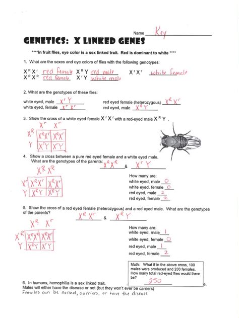 Linked Genes Genetics X Answers
