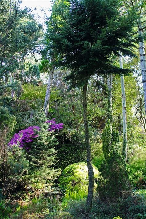 Linn Botanic Gardens: A Scottish Arcadia – in pictures - Pinterest