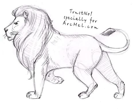 Lion Tail Drawing