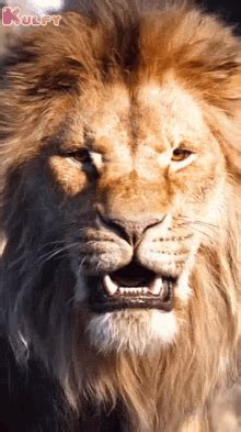 Lion Vs Lion GIFs Tenor