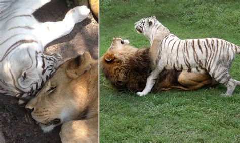 Lion and tiger mating. .  <a href=https://blog.dev-nanuk.com/wp-include...