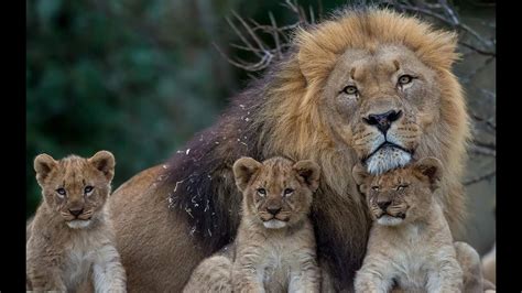 Lion documentary. From captivating wildlife documentaries to thought-provoking historical series, BBC documentaries have been a staple of television programming for decades. Before cameras start rol... 