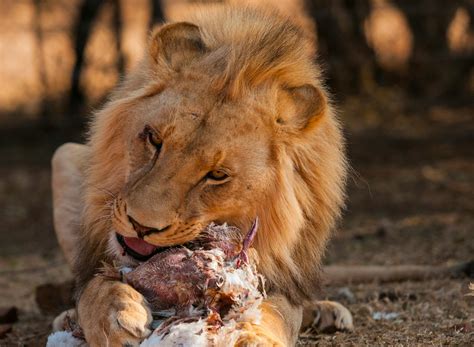 Lion eating. African lions are carnivores that eat other animals like antelopes and zebras. Found only in central and southern Africa, these large cats are skilled hunters and search the grassl... 