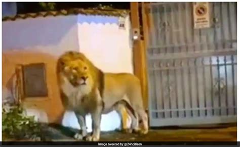 Lion escaped circus italy. Lion Escapes Circus in Italian Town, Sparks Safety and Animal Rights Debate. By Matthew Russell. Residents of Ladispoli, a seaside town near Rome, experienced an unexpected visitor on their streets when Kimba, an eight-year-old circus lion, escaped from the Rony Roller Circus. ... 