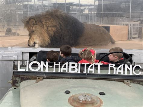 Lion habitat ranch las vegas. Rate It. Groupon has a deal right now for Lion Habitat Ranch in Vegas! Save $281.00 for Behind the Scenes Tour for Four, Valid Tuesday and Thursday. Save $451.00 for Behind the Scenes Tour for Six, Valid Tuesday and Thursday. Save $271.00 for Behind the Scenes Tour for Four, Valid Any Day Except Wednesday. 