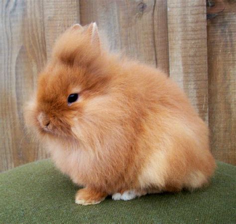 Lion haired rabbits for sale. Lionhead is a breed of domestic rabbit recognized by the British Rabbit Council (BRC) and by the American Rabbit Breeders Association (ARBA). The Lionhead rabbit has a wool … 
