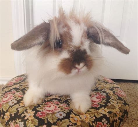 This is what Lionhead Holland Lop mix looks like!! I'm going to do this!!! "BEDHEAD!!" LOL. 