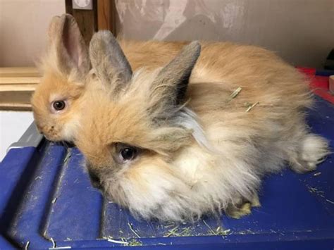5 adorable lion head x lop bunny's for sale: £45. Lionhead Age: 6 weeks Mixed. 5 adorable lion head x lop rabbits for sale. More of a lion head. They was born on the 6th April and will be ready to leave at 8 weeks old 28th may 24. Handle daily are very much loved family pets loo.