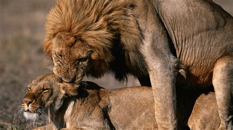 Lion mating gif. A Majingilane male lion tries mating with an Othawa lioness in the missionary position! A breeding pair of lions can mate every 20 minutes for up to five day... 