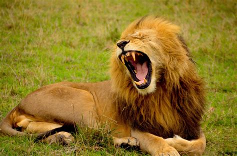 Lion roaring. Things To Know About Lion roaring. 
