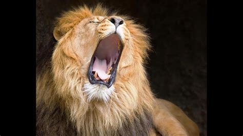 Lion roaring sound. Rawrr! This is Walt Disney's ferocious roar sound effect. Enjoy. :) 