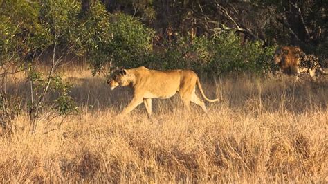 Lion stalking its prey - YouTube