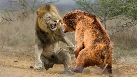 Lion vs bear. Lions have long, sharp teeth that are designed for slicing meat. Speed: Bears are slower than lions, with top speeds of around 30mph. Lions can reach speeds of up to 50mph. … 