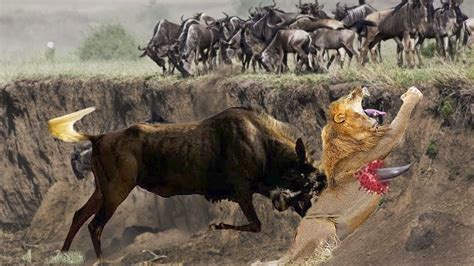 Lion vs. Wildebeest Deadly Instincts - YouTube