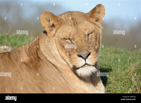 😈 Lioness.In.The.Sun Leaked [HD] 117 Vids