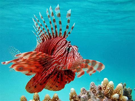 Lionfish Sting: Symptoms, Treatment, and Recovery - Healthline