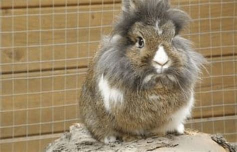 Lionhead Rabbits Your Essential Guide Home & Roost